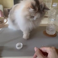 ペットボトルの蓋でラリーを続ける猫