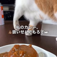テーブルを前足で掻く猫
