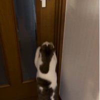 扉を開けようとしている猫