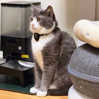 ご飯待ちで座り込む猫