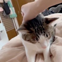 寝落ち寸前の猫