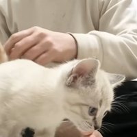 餌の前に立っている子猫
