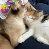 くっつくふたり