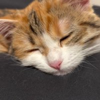 眠る猫