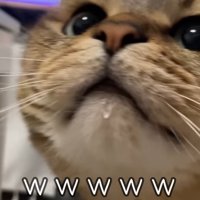 猫の鼻と口のアップ