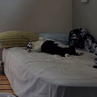 ベッドで仰向けの猫