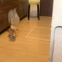 落ちたタオルをくわえて走っている猫