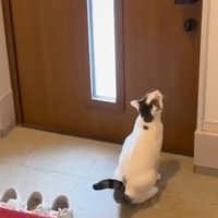 玄関に座り込む猫