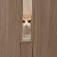目を離さない猫
