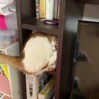 棚に入っている猫