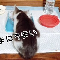 喋りながらウェットフードを食べる子猫
