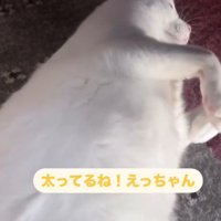 猫に「太ってるね」と言う男性