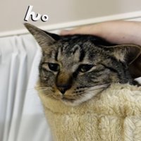 飼い主さんに頭を撫でられるキジトラ猫