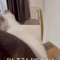 子猫の上に乗っている大人の猫