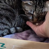 薬を飲む猫