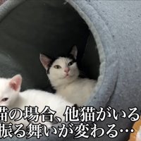 見守る大人猫