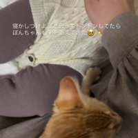 赤ちゃんを寝かしつける子猫