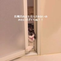 バスルームに入ろうとするトトロちゃん
