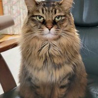 お座りする猫
