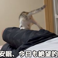 足の上に乗る子猫（私の安眠、今日も絶望的です）
