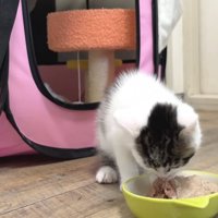 ご飯を食べている写真