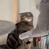 イカ耳のアメショと手を伸ばして臨戦態勢のブリショ