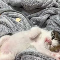 腕を伸ばしながら片目を閉じる子猫