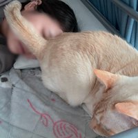 横になっている女性の顔にお尻をくっつけて座る猫