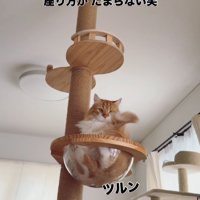 ボウルに座る猫2