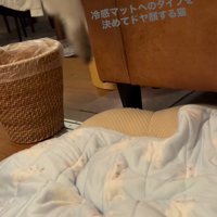 飼い主のいる方に向かってジャンプする猫