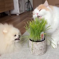 ふたりが食べる姿