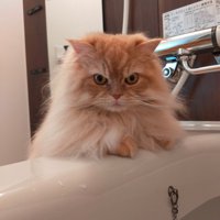怪訝そうな表情で飼い主を見つめる猫
