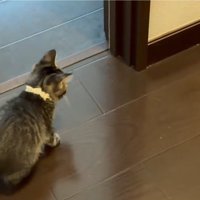 何度もドアストッパーを見る猫
