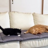 寝ている茶トラ猫と側にいる子猫
