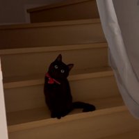 扉のむこうの猫さん