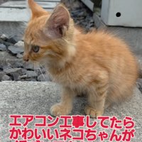 座る子猫