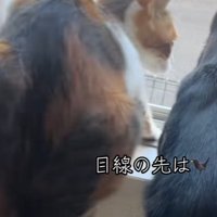 三毛猫が窓枠に座っている