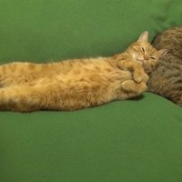 お尻を枕に