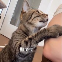 人に向かって手を伸ばしている猫