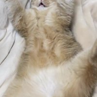 バンザイする猫