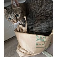室内にいる猫