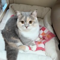 キョトンとする子猫