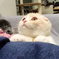 飼い主の脚に手を置く猫