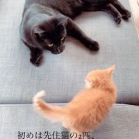 先住猫と子猫