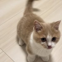 こちらを見つめる猫の写真