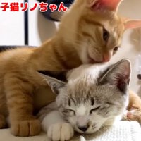 毛づくろいをされている猫としている猫