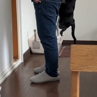 飼い主の脚をよじ登る猫