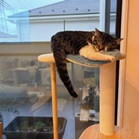 タワーで寝る猫
