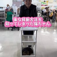 キッチンワゴンに乗る猫