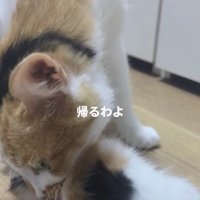 三毛猫の親子